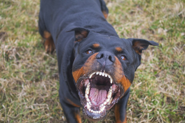 Başıboş Köpek Sorunu Nasıl Çözülür? / Prof. Dr. Ethem Kadri Pektaş